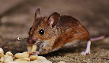 24 Hour & Emergency Exterminators in Wilmington, VA